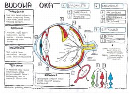 Budowa oka - klasa 7 - sketchnotka