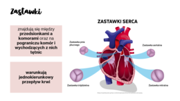 Budowa i funkcje układu krwionośnego KLASA 3 ROZSZERZENIE BIOLOGIA