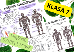 Biologia 7. Mięśnie szkieletowe- sketchnotka, notatka wizualna + wklejka do zeszytu