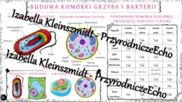 Sketchnotka - notatka „Budowa komórki grzyba i bakterii” wykonana w power point do edycji. Biologia 5; „Budowa i czynności życiowe organizmów”