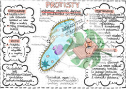 Protisty - Pantofelek - kolor