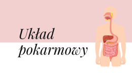 Układ pokarmowy KLASA 2 PODSTAWA BIOLOGIA