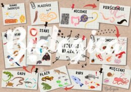 O CZYM BĘDĘ SIĘ UCZYŁ W TYM ROKU NA BIOLOGII? Obrazkowe karty na pierwszą lekcję dla klas 5-8.