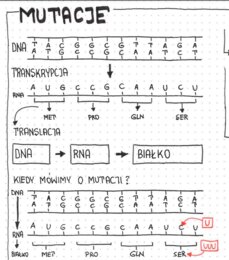 Genetyka klasa 8 - pakiet sketchnotek do każdej lekcji. 