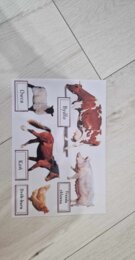 Produkcja zwierzęca w Polsce/do zalaminowana/układanka/puzzle/rozmieszczenie chowu w Polsce/rozpoznawanie gatunków w pdf. „Produkcja zwierzęca”. Geografia 7 "Rolnictwo i przemysł Polski"