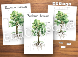 Budowa drzewa - plakat, układanka i karta pracy