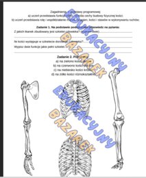 Szkielet człowieka, funkcje, rodzje kości, połączenia kości, biologia klasa7