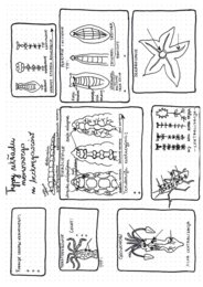 Typy układu nerwowego u bezkręgowców