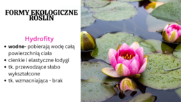 Rośliny pierwotnie wodne + rośliny lądowe i wtórnie wodne KLASA 2 ROZSZERZENIE