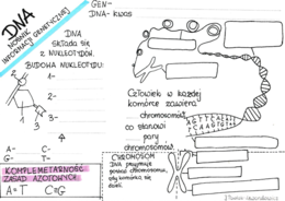 DNA - nośnik informacji genetycznej - karta pracy