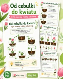 Od cebulki do kwiatu
