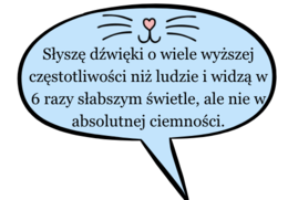 Wyjątkowa gazetka na dzień kota| W zestawie 2 plakaty 4 x A4| Kolorowa dekoracja klasy lub korytarza
