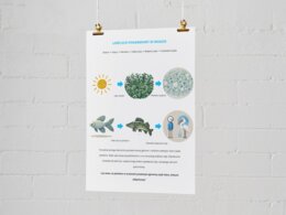 Plakat przedstawiający łańcuchy pokarmowe