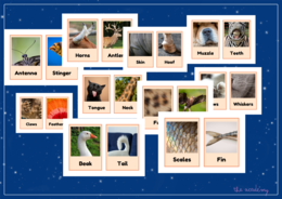 Części ciała zwierząt Flashcards