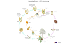 nagozalążkowe + okrytozalążkowe 2 KLASA BIOLOGIA ROZSZERZONA