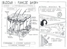 Klasa 7 - Skóra. Budowa i funkcje - sketchnotka