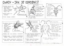 Klasa 6 - Owady - sketchnotka