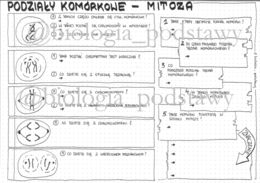 Klasa 8 - Mitoza - KP