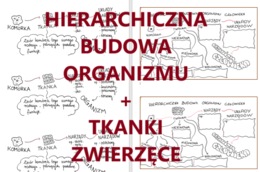Hierarchiczna budowa organizmu + tkanki zwierzęce - wklejka