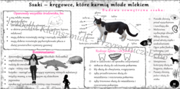 Sketchnotka/notatka do tematu „Ssaki – kręgowce, które karmią młode mlekiem” – wykonana w power point, ale tutaj w pdf