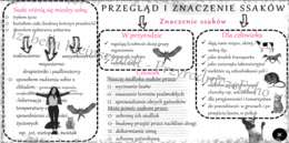 Sketchnotka/notatka do tematu „Przegląd i znaczenie ssaków”