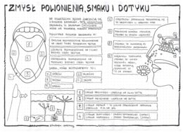 Zmysł smaku, powonienia, dotyku - klasa 7 - sketchnotka