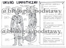 Klasa 7 - Układ limfatyczny - sketchnotka
