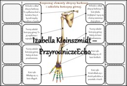 Notatka okienkowa/stacja zadaniowe/notatka interaktywna/notatka graficzna/karta pracy/sketchnotka „Szkielet obręczy i kończyn”, „Szkielet obręczy”, „Szkielet kończyn” w pdf. „Szkielet kończyn”. Biologia 7, dział „Aparat ruchu”. Materiał wykonany na podst