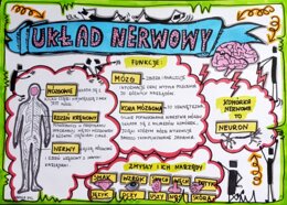 Klasa 4. Przyroda. Karta pracy. Układ nerwowy