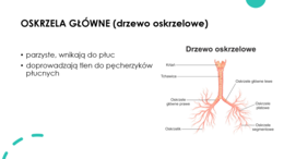 Układ oddechowy KLASA 2 PODSTAWA BIOLOGIA