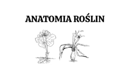 Anatomia roślin - KLASA 2 ROZSZERZENIE