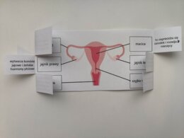 Układ rozrodczy żeński - okienkowa notatka