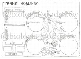 Klasa 5 - Tkanki roślinne - kp