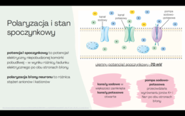 Budowa i działanie układu nerwowego 3 KLASA ROZSZERZENIE BIOLOGIA