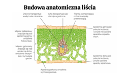 Pęd + liść 2 KLASA ROZSZERZENIE
