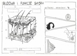 Klasa 7 - Skóra. Budowa i funkcje - karta pracy