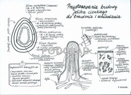 Jelito cienkie - Przystosowanie budowy jelita cienkiego do pełnionych funkcji