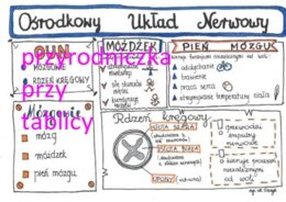 Klasa 7. Biologia. Ośrodkowy układ nerwowy
