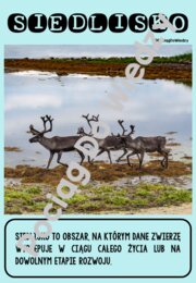 Zima - Wszystko o reniferach