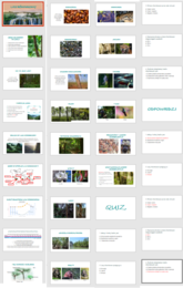 LAS RÓWNIKOWY - PREZENTACJA Z QUIZEM