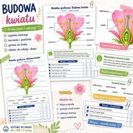 Notatka graficzna. Budowa kwiatu