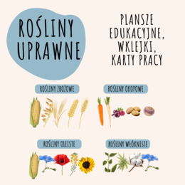 ROŚLINY UPRAWNE: OKOPOWE, ZBOŻOWE, OLEISTE, WŁÓKNISTE - PLANSZE EDUKACYJNE, WKLEJKI, KARTY PRACY
