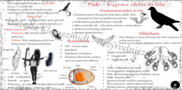 Sketchnotka/notatka do tematu „Ptaki – kręgowce, zdolne do lotu” - dział "Kręgowce stałocieplne"