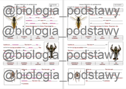 Klasa 6 - Cechy stawonogów - notatka w języku angielskim