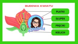 Wklejka - Budowa kwiatu