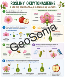 Okrytonasienne biologia klasa 5 sketchnotka