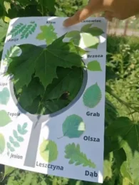 Wiosenne lupy i karty spaceru