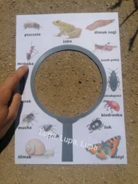 Wiosenne lupy i karty spaceru