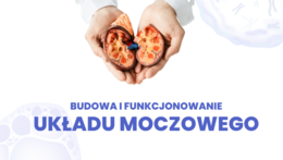 Układ wydalniczy 3 KLASA ROZSZERZENIE BIOLOGIA