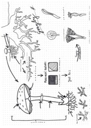 Grzyby - graficzna karta pracy
